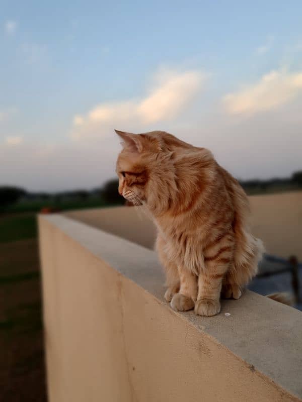 Persian male orange cat 3