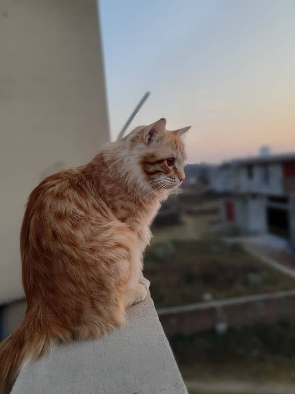 Persian male orange cat 4