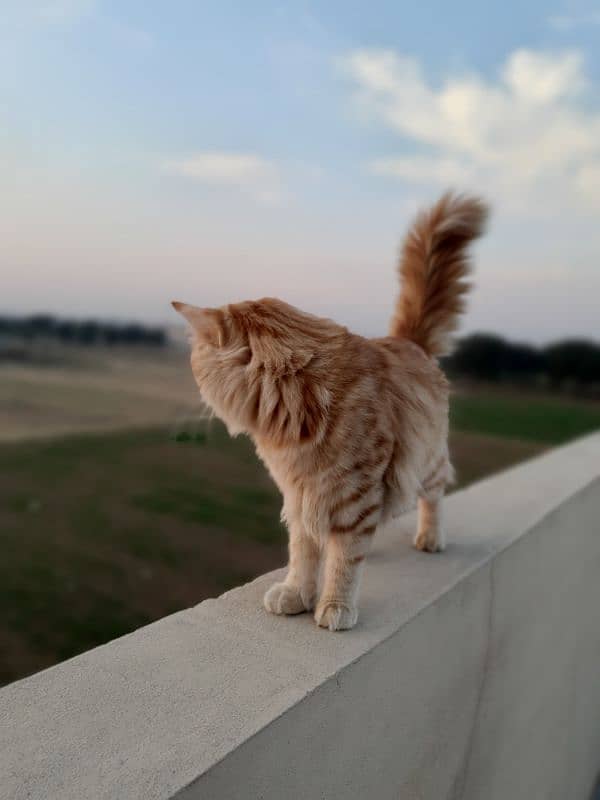 Persian male orange cat 5