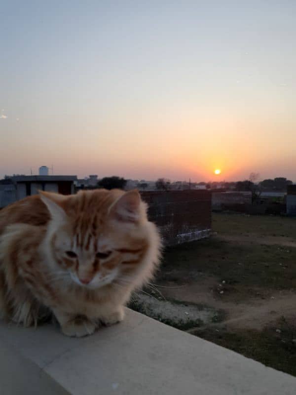 Persian male orange cat 6