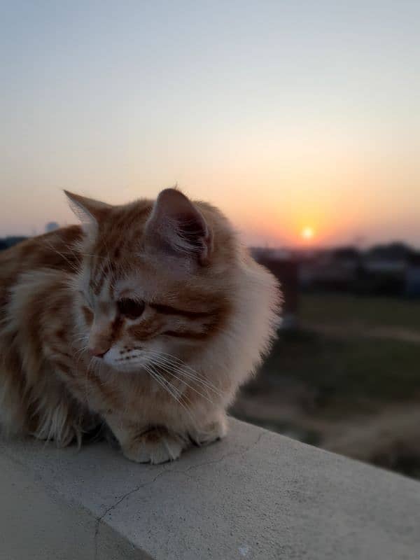 Persian male orange cat 7