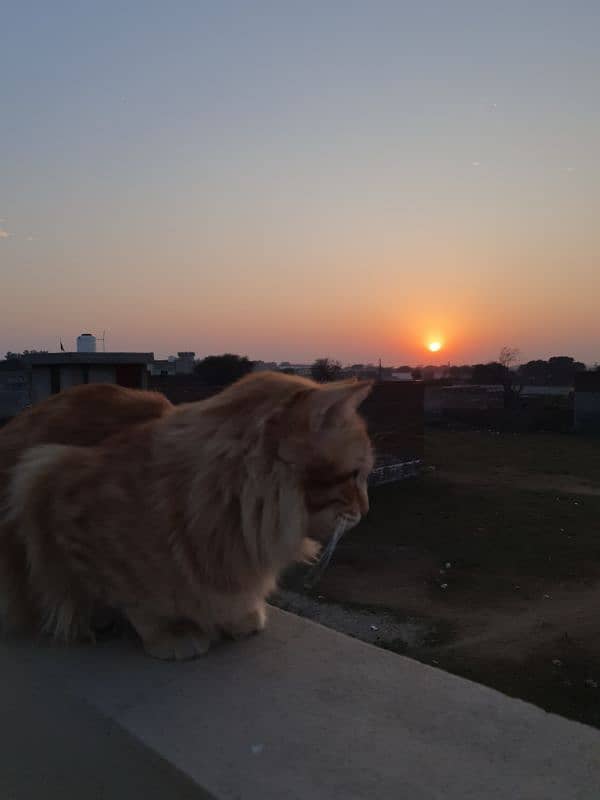 Persian male orange cat 9