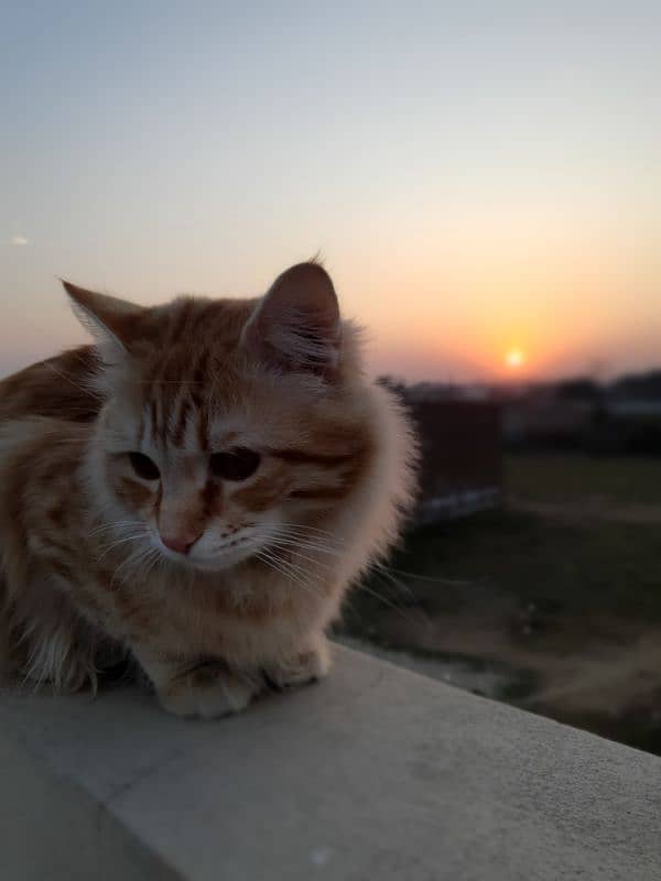 Persian male orange cat 10