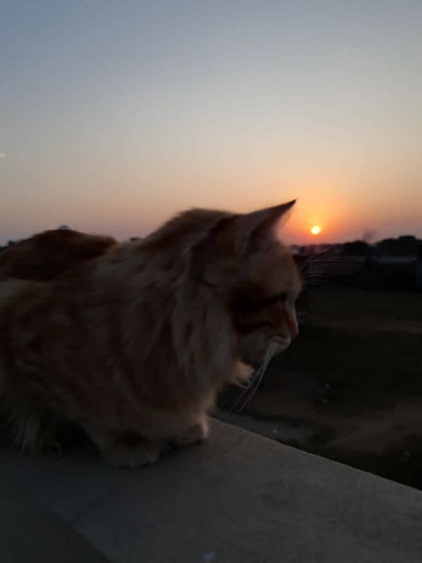 Persian male orange cat 11