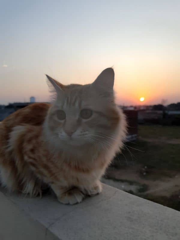 Persian male orange cat 12