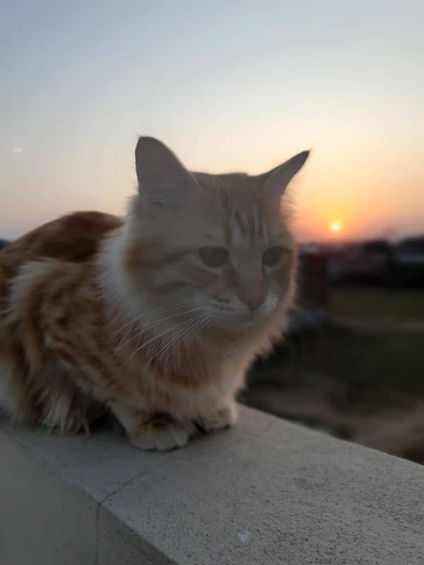 Persian male orange cat 15