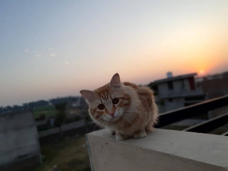 Persian male orange cat 16