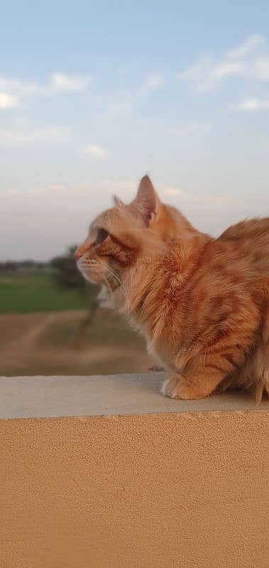 Persian male orange cat 17