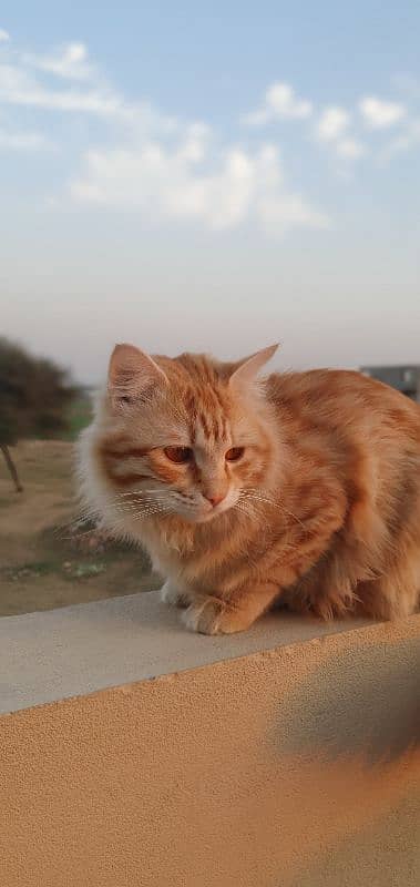 Persian male orange cat 18