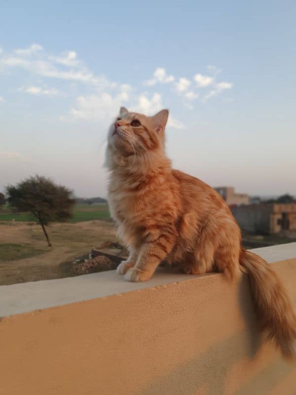 Persian male orange cat 19