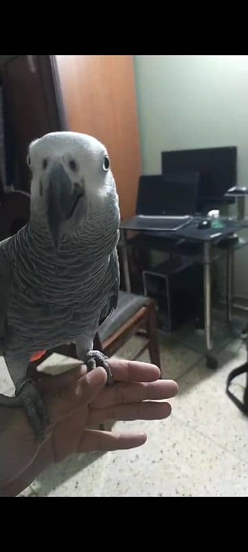 African Grey for Sale with Cage 0