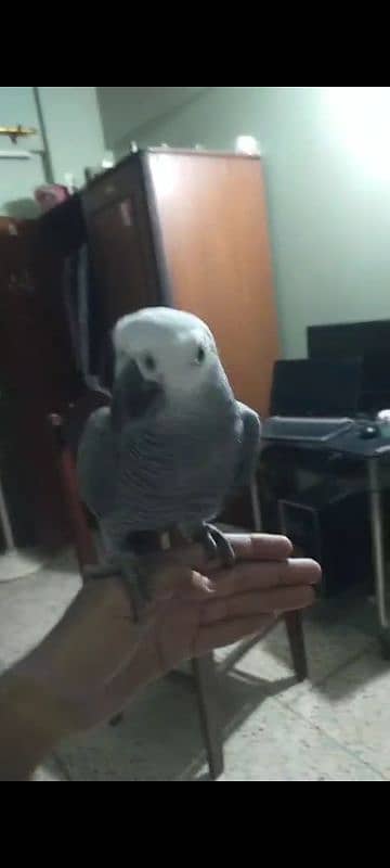 African Grey for Sale with Cage 1