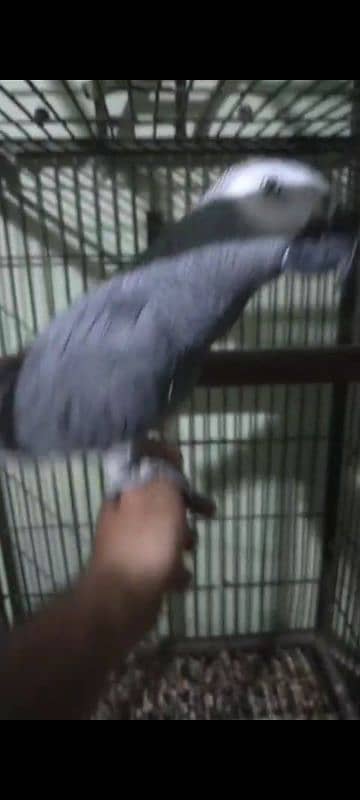 African Grey for Sale with Cage 2