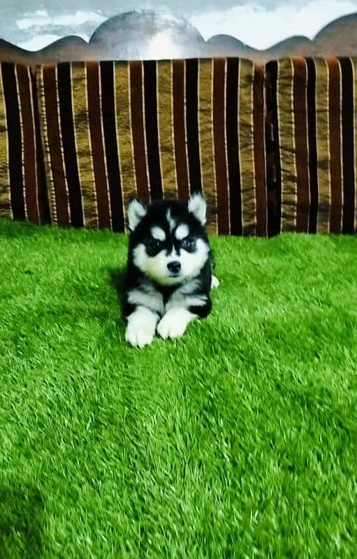 Husky puppies available 0