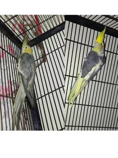 Cockatiel parrots