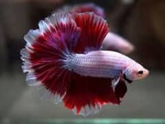 Halfmoon Betta Male/Female