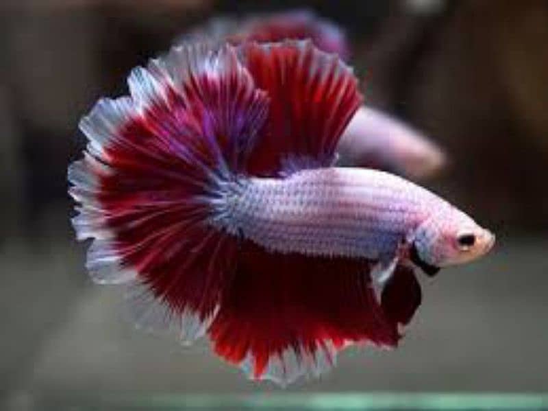 Halfmoon Betta Male/Female 0