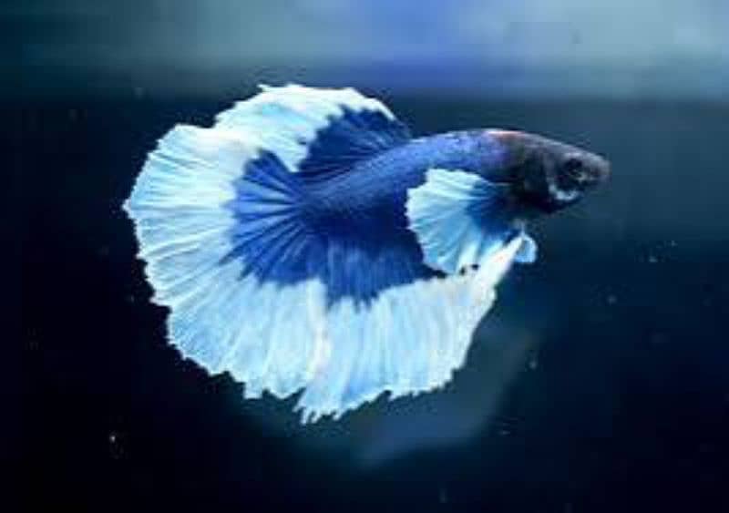 Halfmoon Betta Male/Female 2