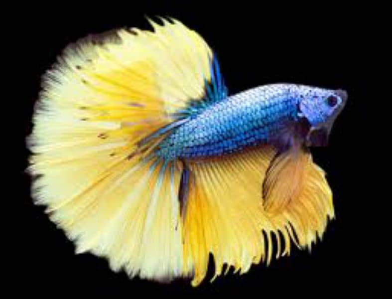 Halfmoon Betta Male/Female 5