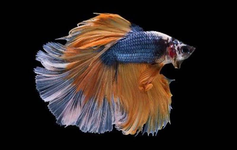 Halfmoon Betta Male/Female 6