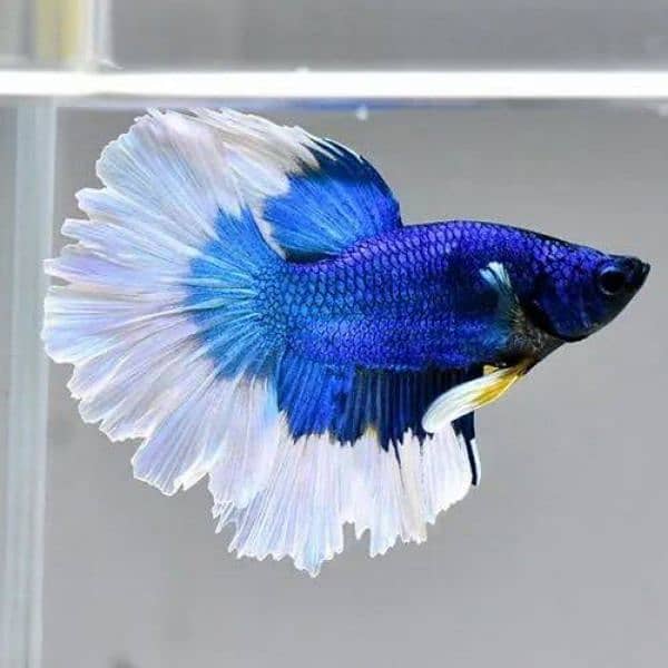 Halfmoon Betta Male/Female 7