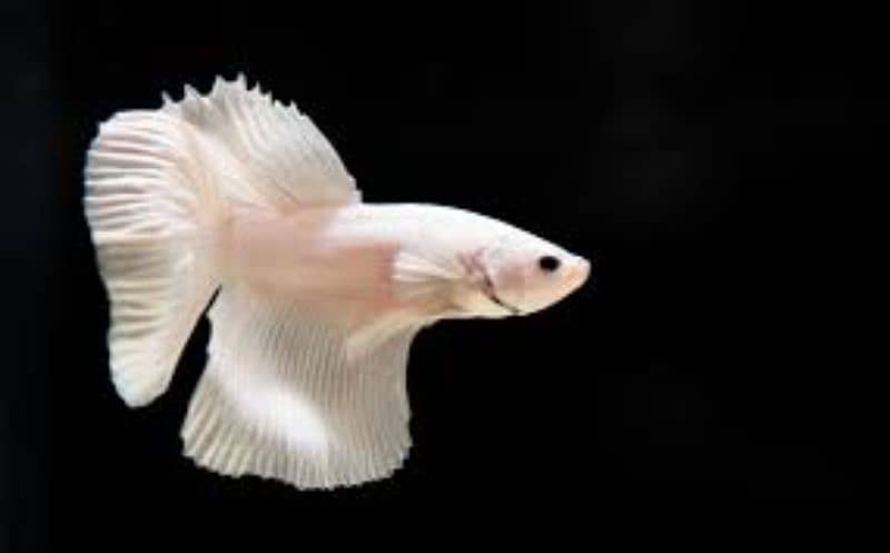 Halfmoon Betta Male/Female 10