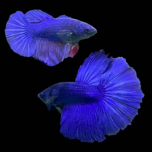 Halfmoon Betta Male/Female 12