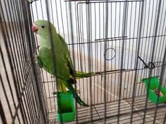 green, ring nack parrot