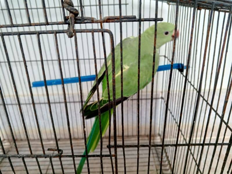 green, ring nack parrot 1