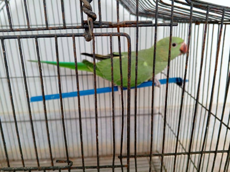 green, ring nack parrot 2