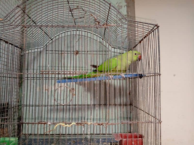 green, ring nack parrot 3