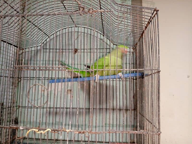 green, ring nack parrot 4