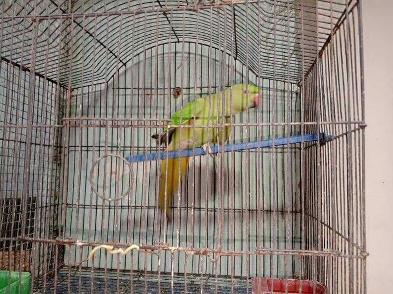 green, ring nack parrot 5