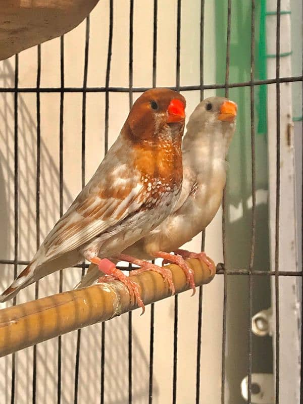 Breeder UnderSize High Intensity Half Orange Pair 1