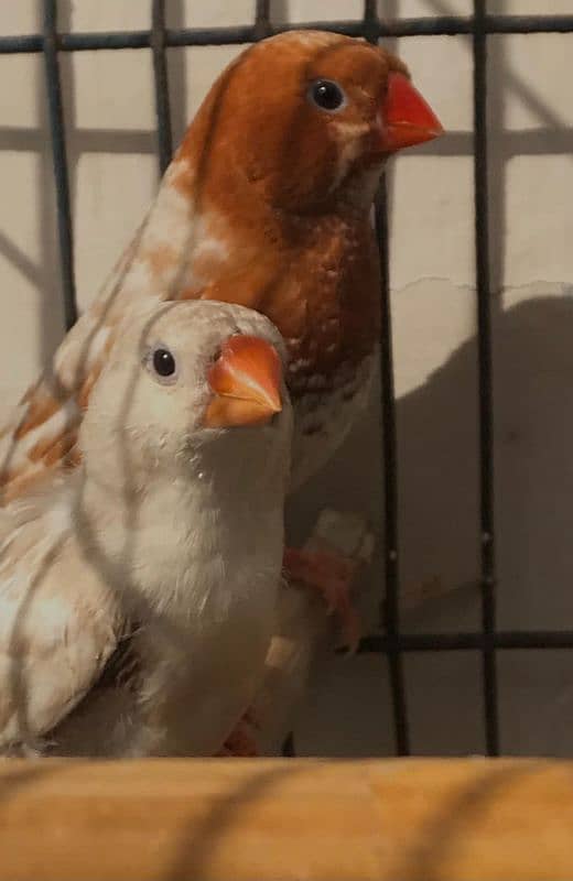 Breeder UnderSize High Intensity Half Orange Pair 2