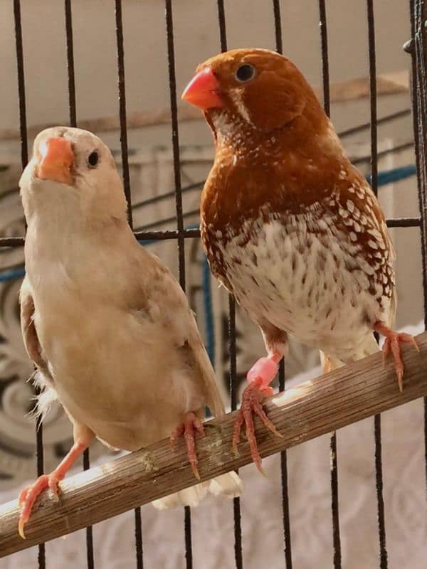 Breeder UnderSize High Intensity Half Orange Pair 3