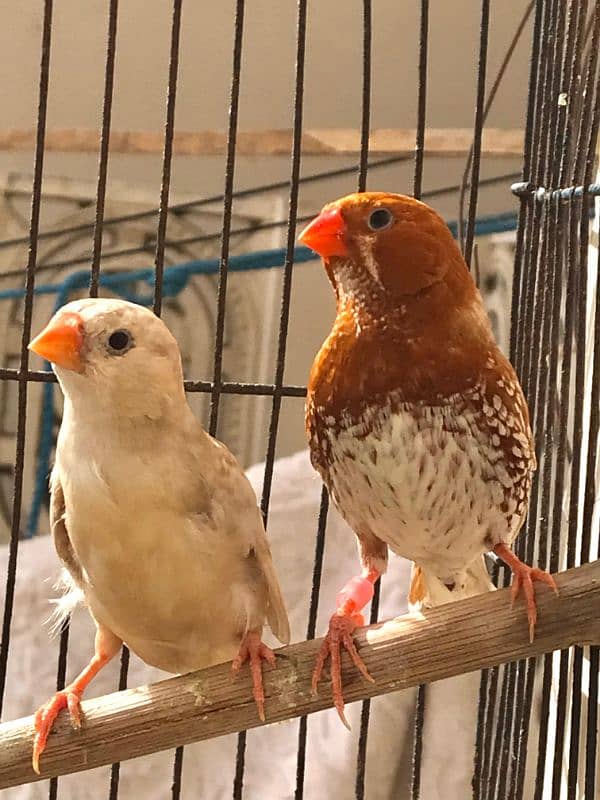 Breeder UnderSize High Intensity Half Orange Pair 6