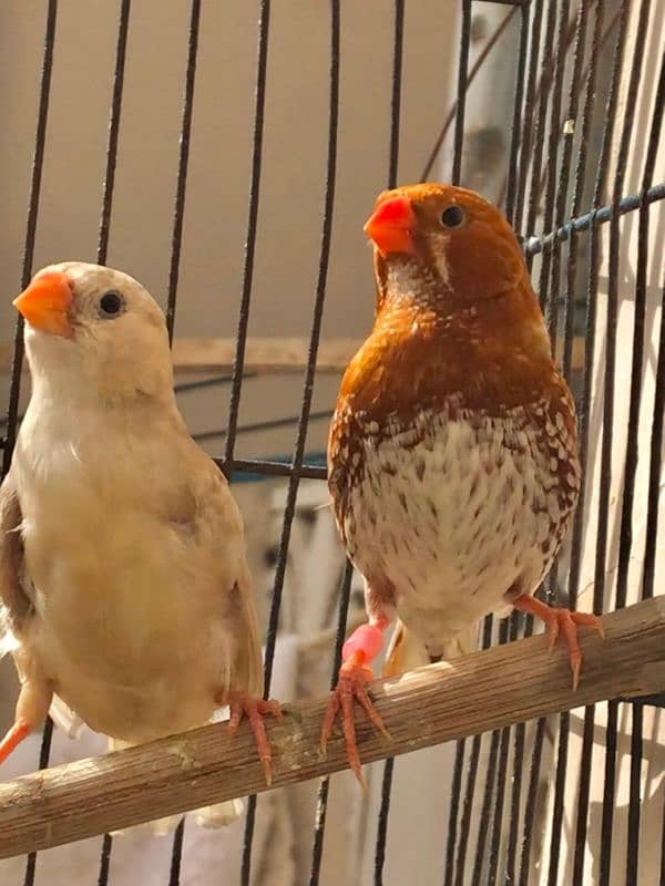 Breeder UnderSize High Intensity Half Orange Pair 7