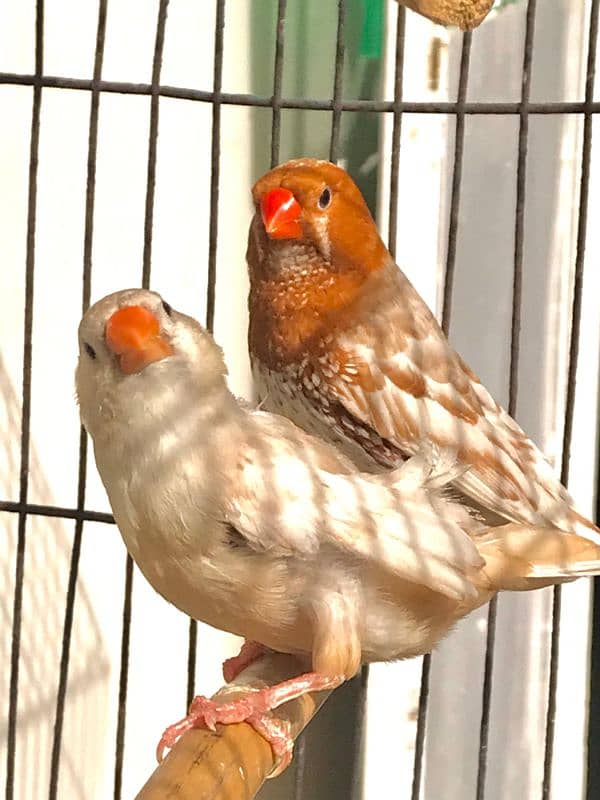 Breeder UnderSize High Intensity Half Orange Pair 8