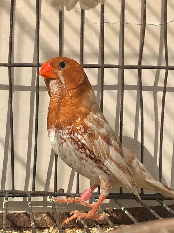 Breeder UnderSize High Intensity Half Orange Pair 9