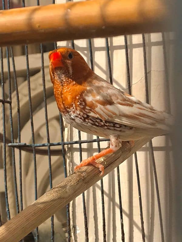 Breeder UnderSize High Intensity Half Orange Pair 12