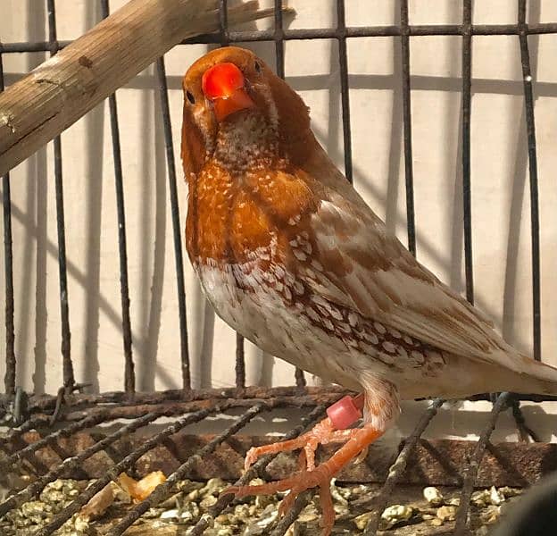 Breeder UnderSize High Intensity Half Orange Pair 13