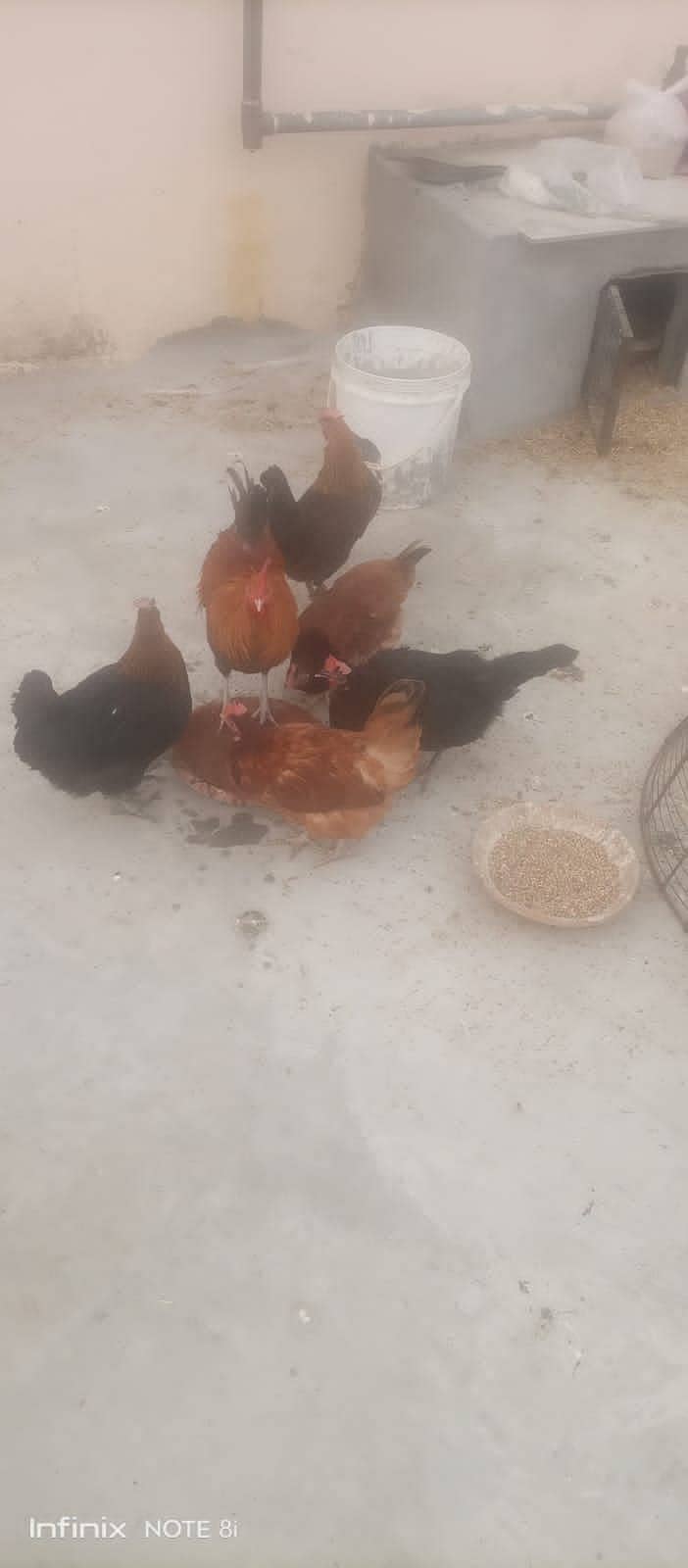 Egg Laying Misri Hen's 2