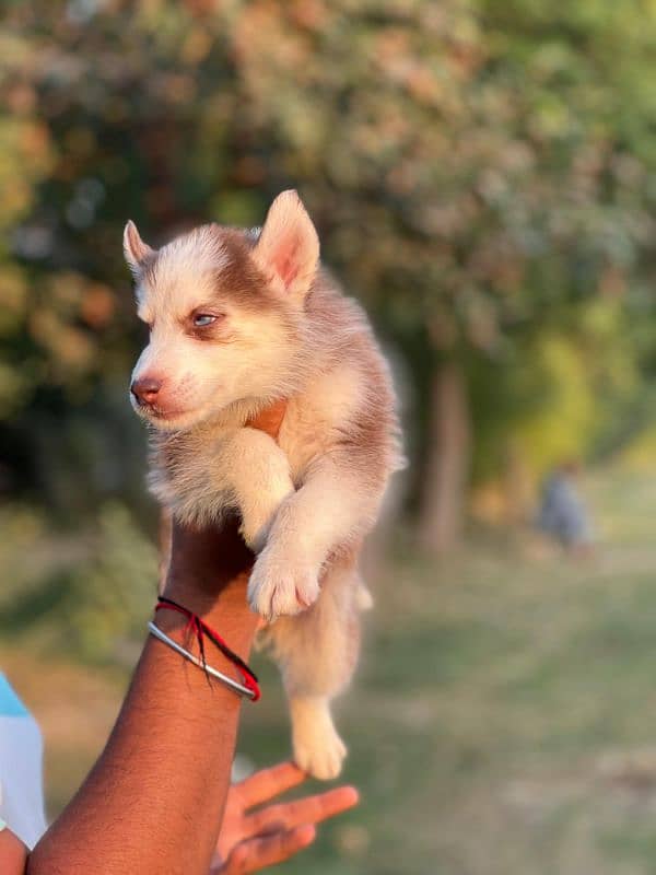 Husky puppies 2