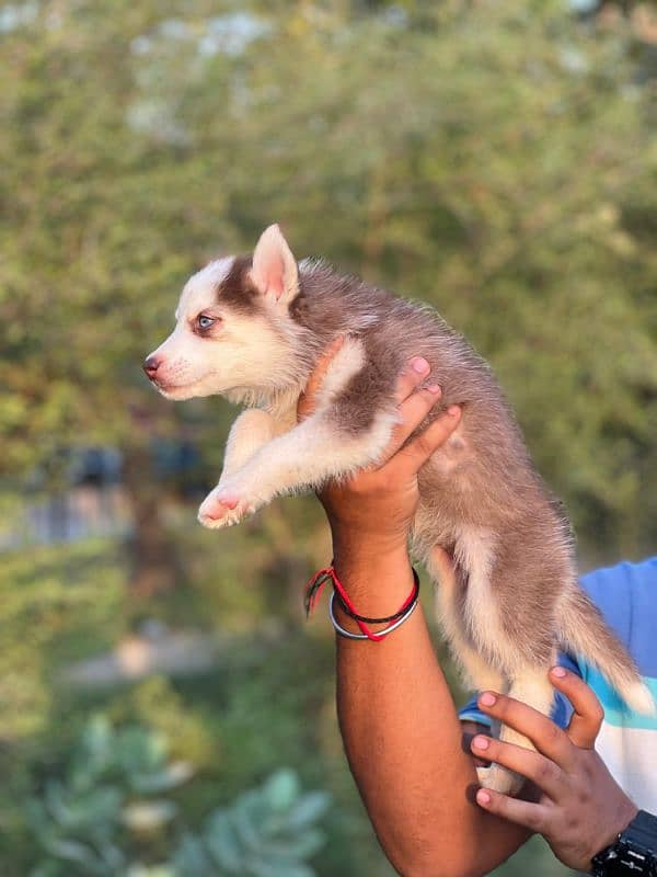 Husky puppies 3