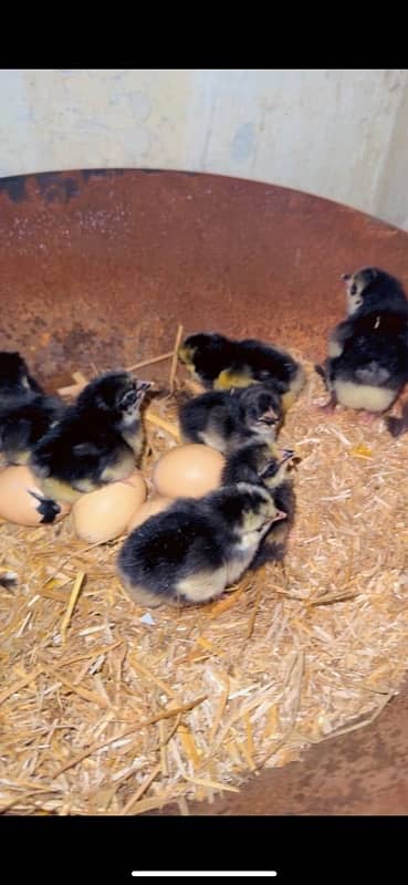 12 Black Australorp Chicks for sale 3 days chicks 0