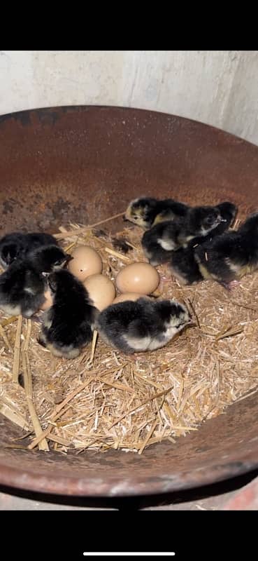 12 Black Australorp Chicks for sale 3 days chicks 1