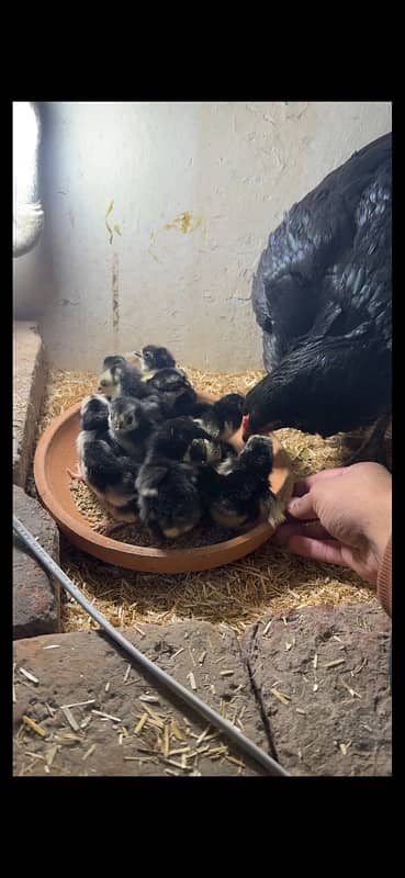 12 Black Australorp Chicks for sale 3 days chicks 2