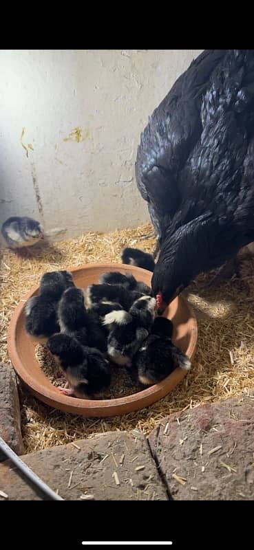 12 Black Australorp Chicks for sale 3 days chicks 3