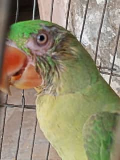 Beautiful parot